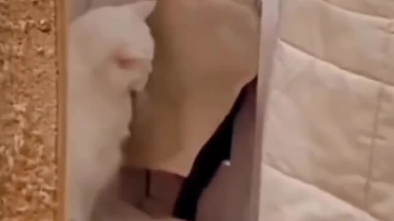 Cat Funny Video | Try Not To Laugh