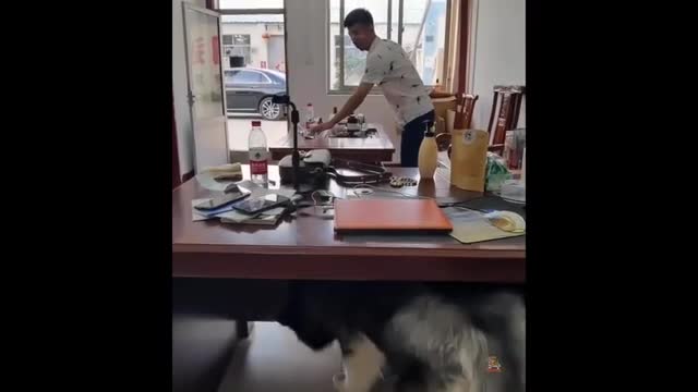 Best Of The 2021 Funny Animal Videos