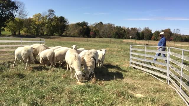 Changing sheep breeding colors