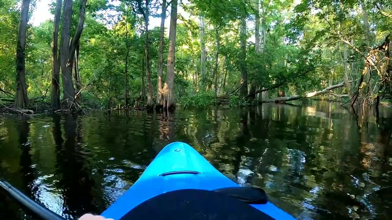 Alligator Charging Kayak