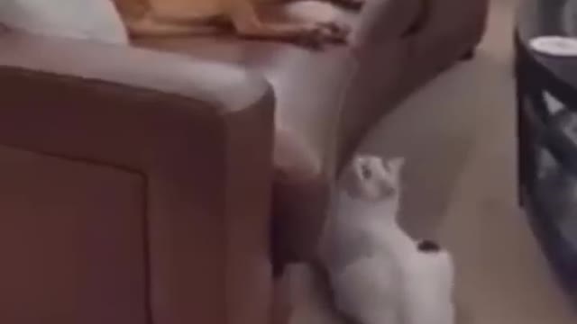 crazy cat and dog funny videos