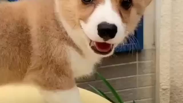 Cute Corgi is Showing His Skills💯😂❤🐶| Must Watch!!!