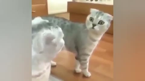 Cute cats funny and cute video