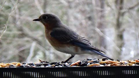 Hungry Blue Bird