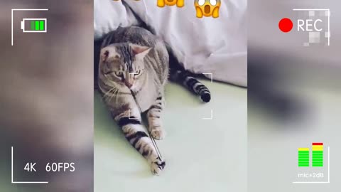 OMG So Cute Cat ♥ Best Funny Cat Videos 2021