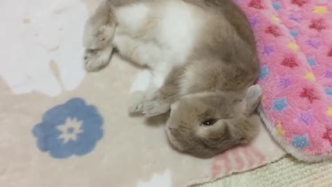 Rabbits are cute #Thank you for your attention