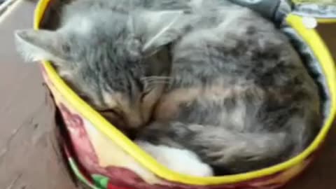 Cute Cat Gif