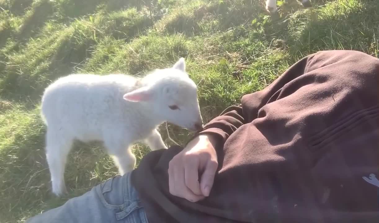 Cute Lamb Needs Attention