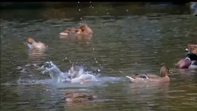 Ducks water fun waterfowl animal