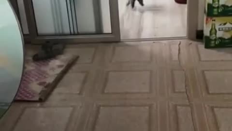 Cat's accident.