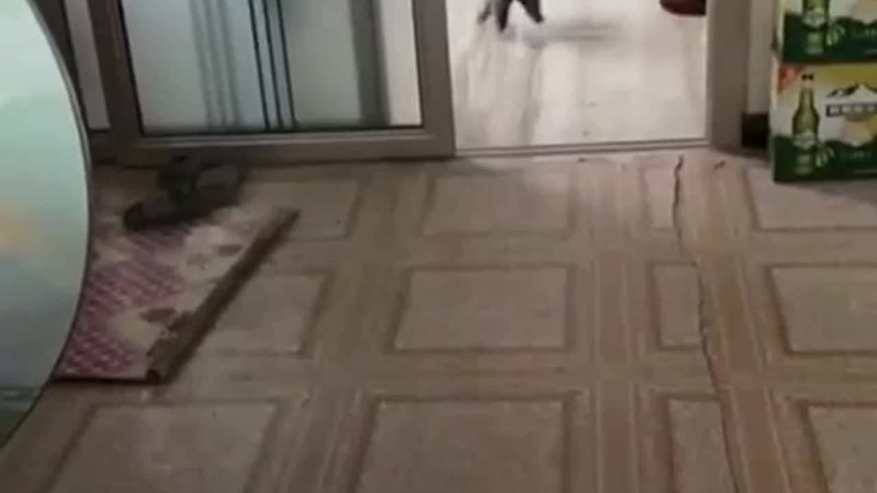 Cat's accident.