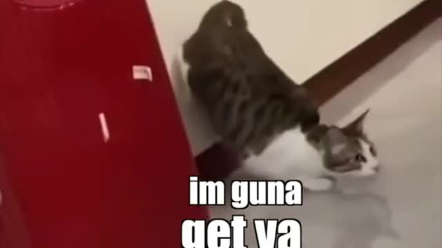 A cat playing crazy and very funny with another cat