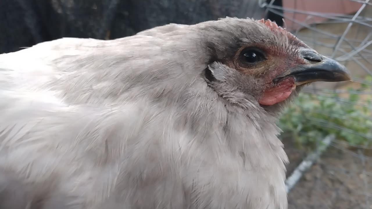 My Pet Chicken.