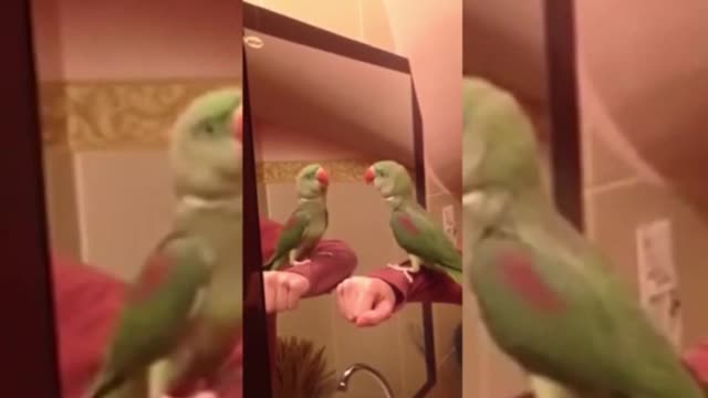 A Guide to Parrot at Any Age