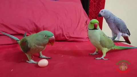 Funny Parrot Videos Compilation