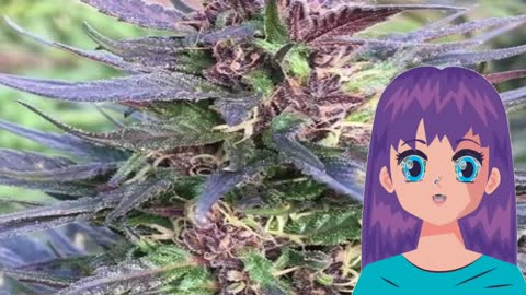 Honduras Breeze – Ace Seeds