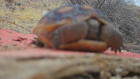 Baby Tortoise deep in the California Desert
