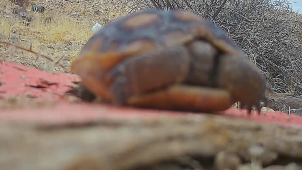 Baby Tortoise deep in the California Desert