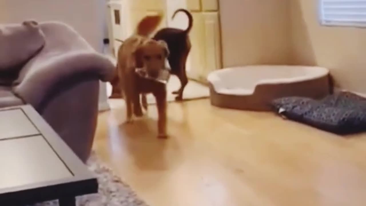 Funny animal videos