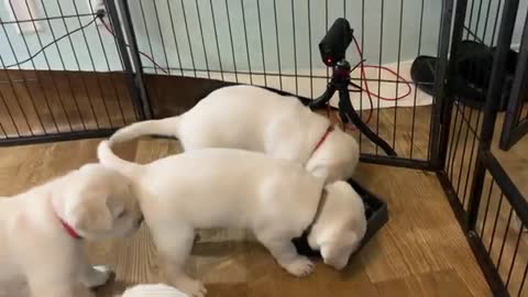 Lab Puppies HATE Eating from A Maze!