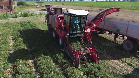 Harvesting tomato