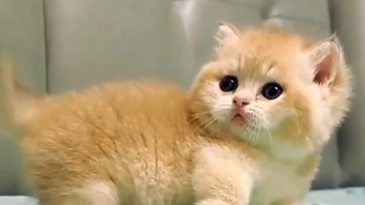 Cute cat