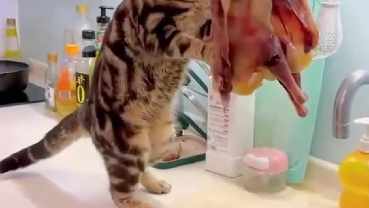 Funniest Videos 2023 😂 Funny Cats 🐱 #cute #cat #short