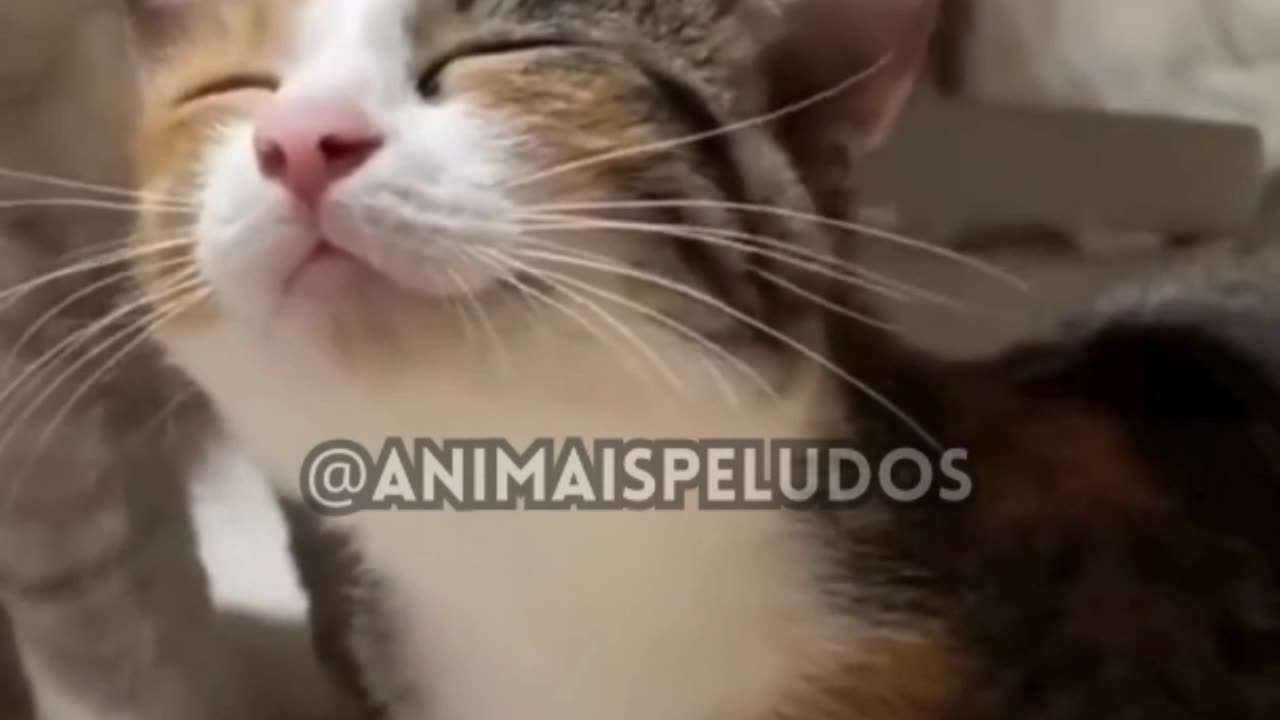 vídeos de animais engraçados 2023