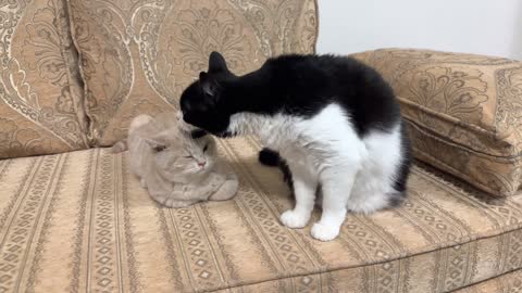 Cat Lovingly Grooms Kitten