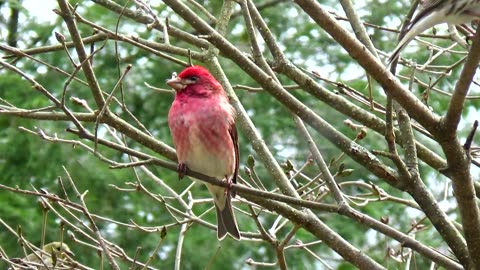 Purple Finch