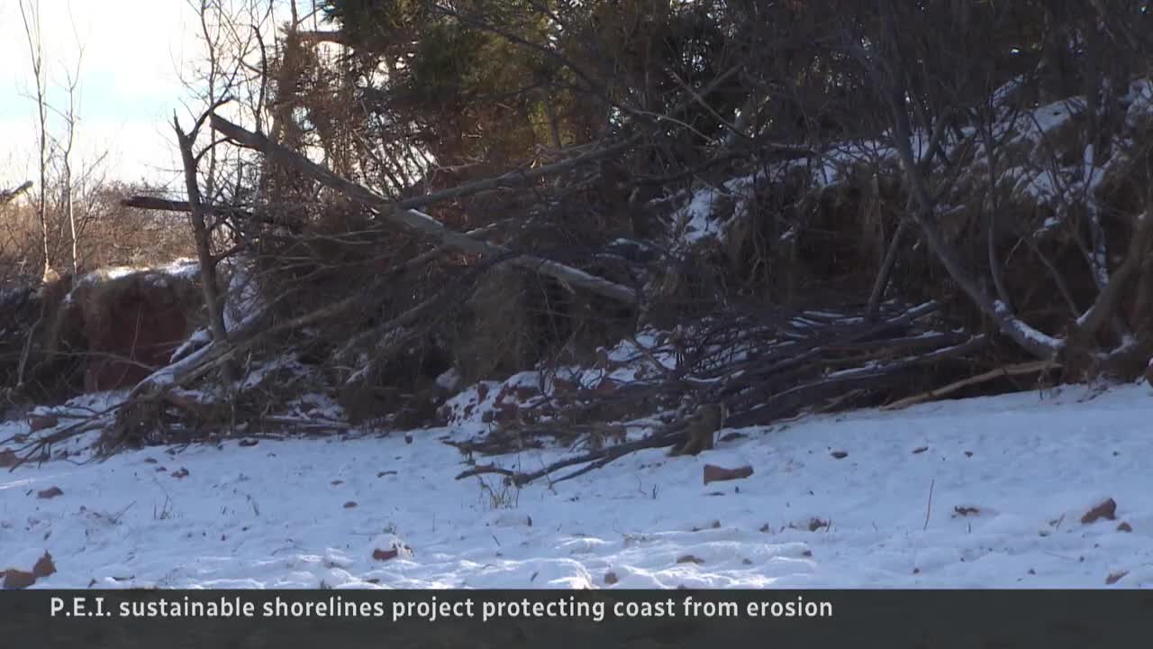 ‘Living shorelines’ may help mitigate future climate damage