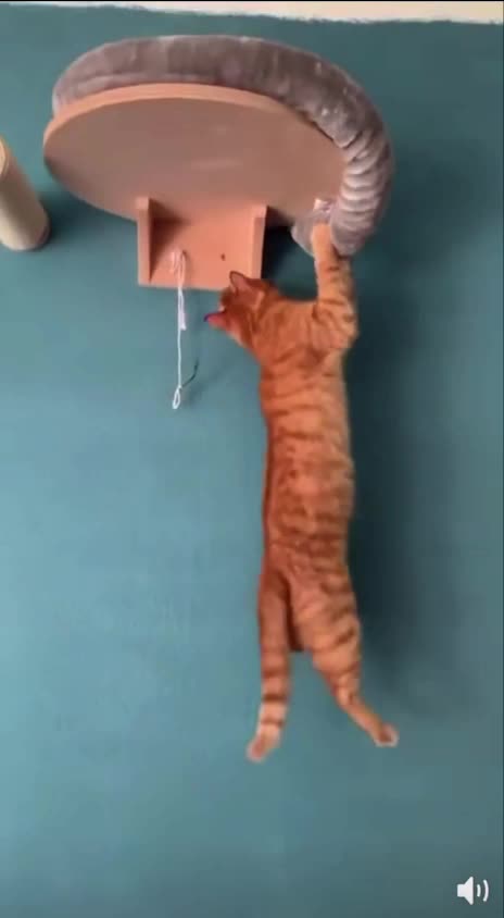 Damn you piece of string!!!! 🤣😂🤣🤣