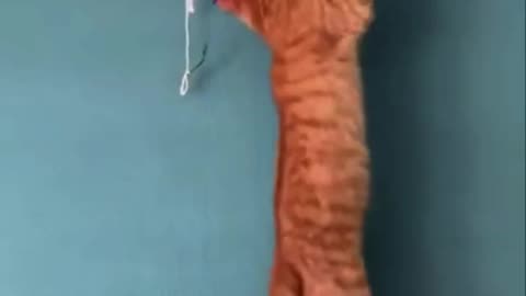 Damn you piece of string!!!! 🤣😂🤣🤣