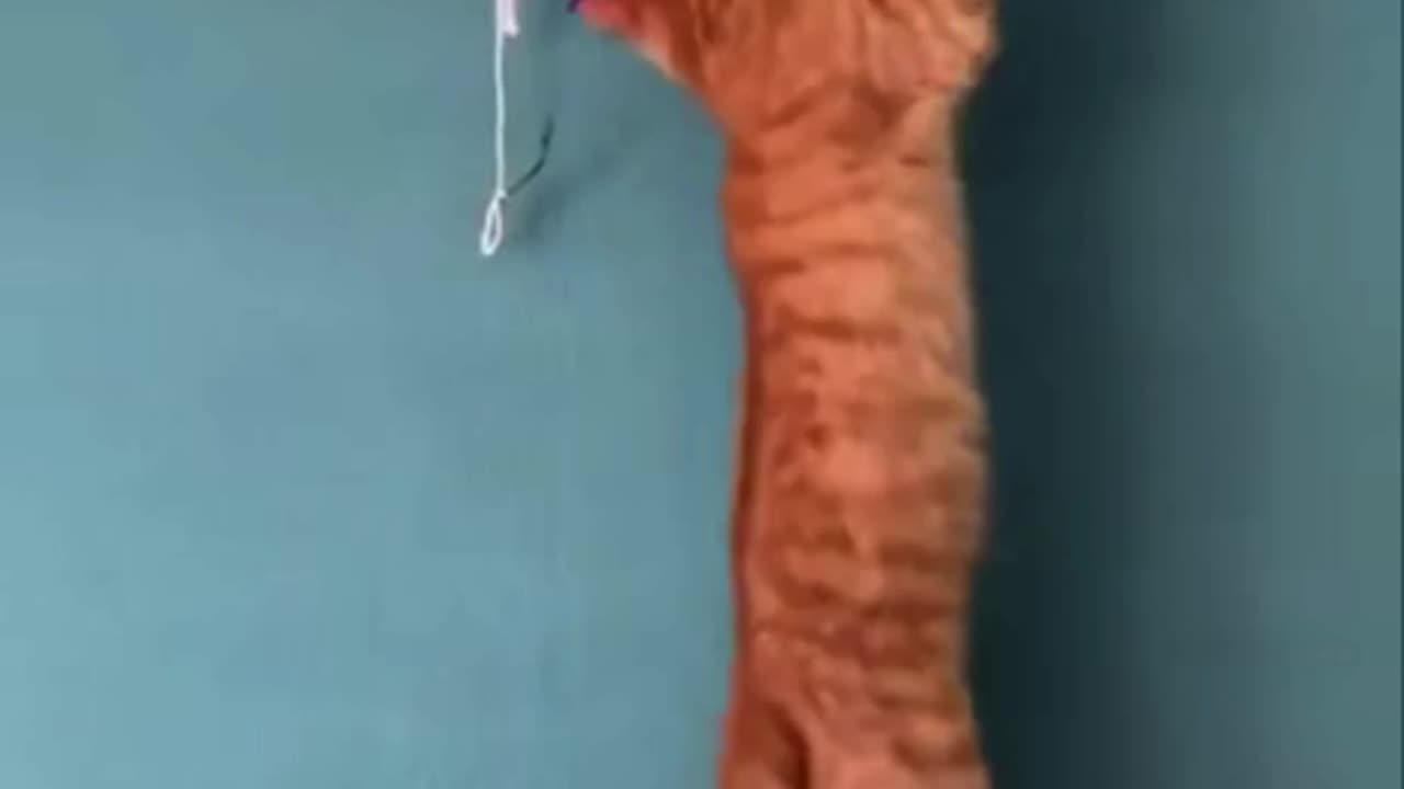 Damn you piece of string!!!! 🤣😂🤣🤣