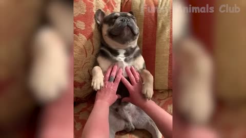 Funny animals videos