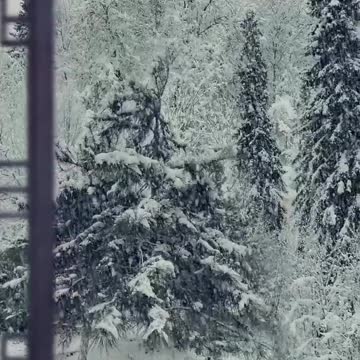 "Winter Wonderland" or "Umbrella Tree in the Snow"