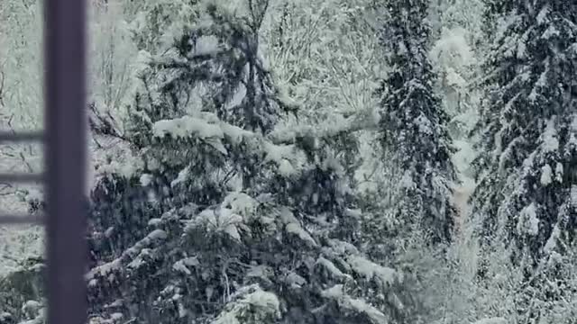 "Winter Wonderland" or "Umbrella Tree in the Snow"