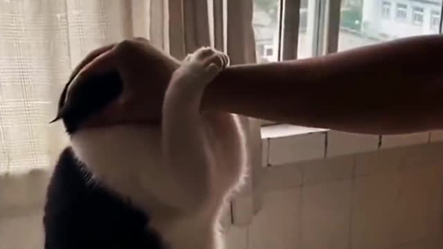 Cat funny video collection