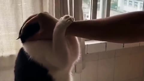 Cat funny video collection