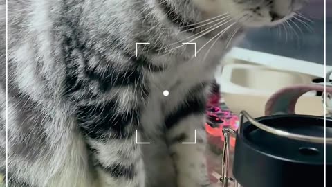 confused cat