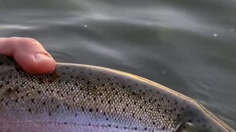 Do any other trout fight as hard as a big rainbow