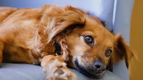 Cute Dog lying on safa chair