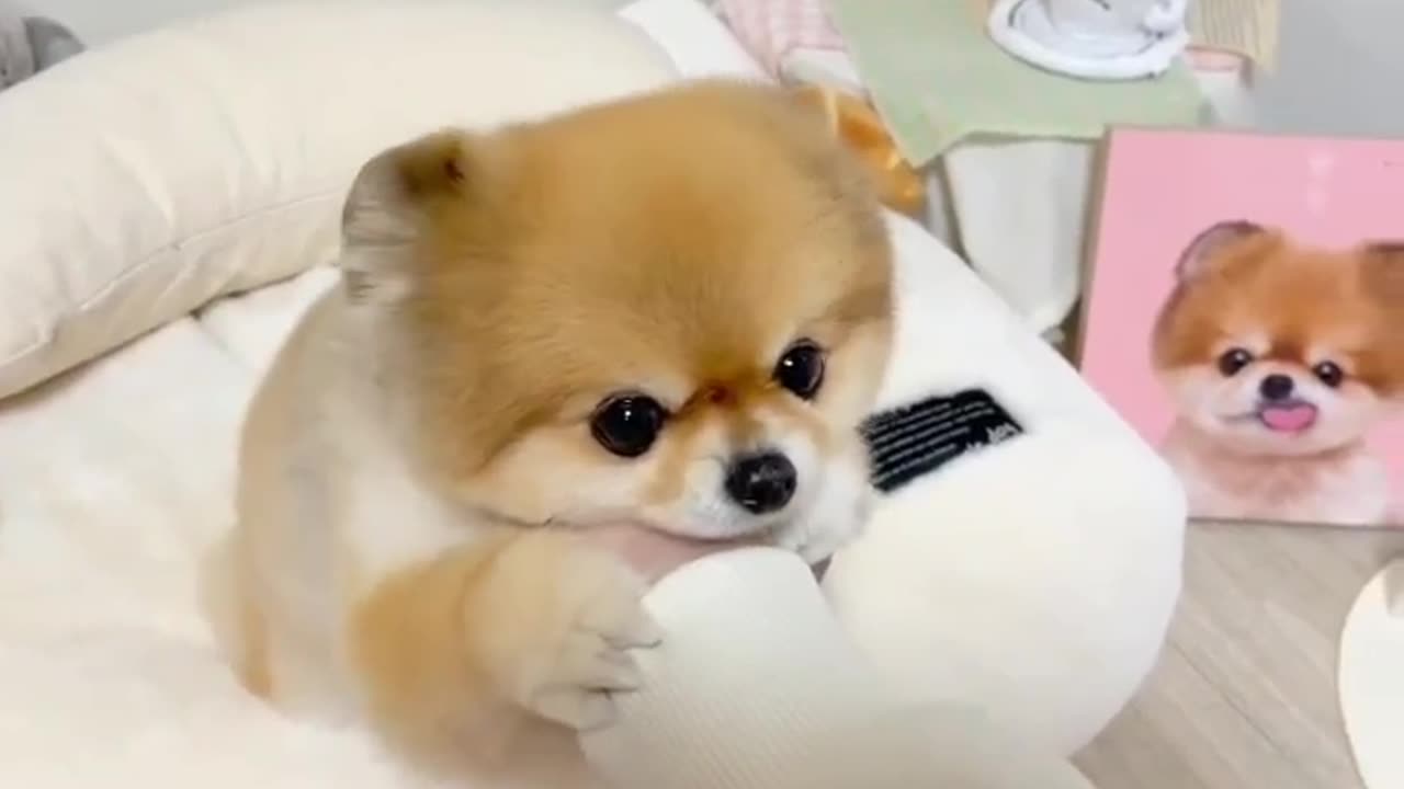 Baby dog#cute puppy barking#4kviral#shorts