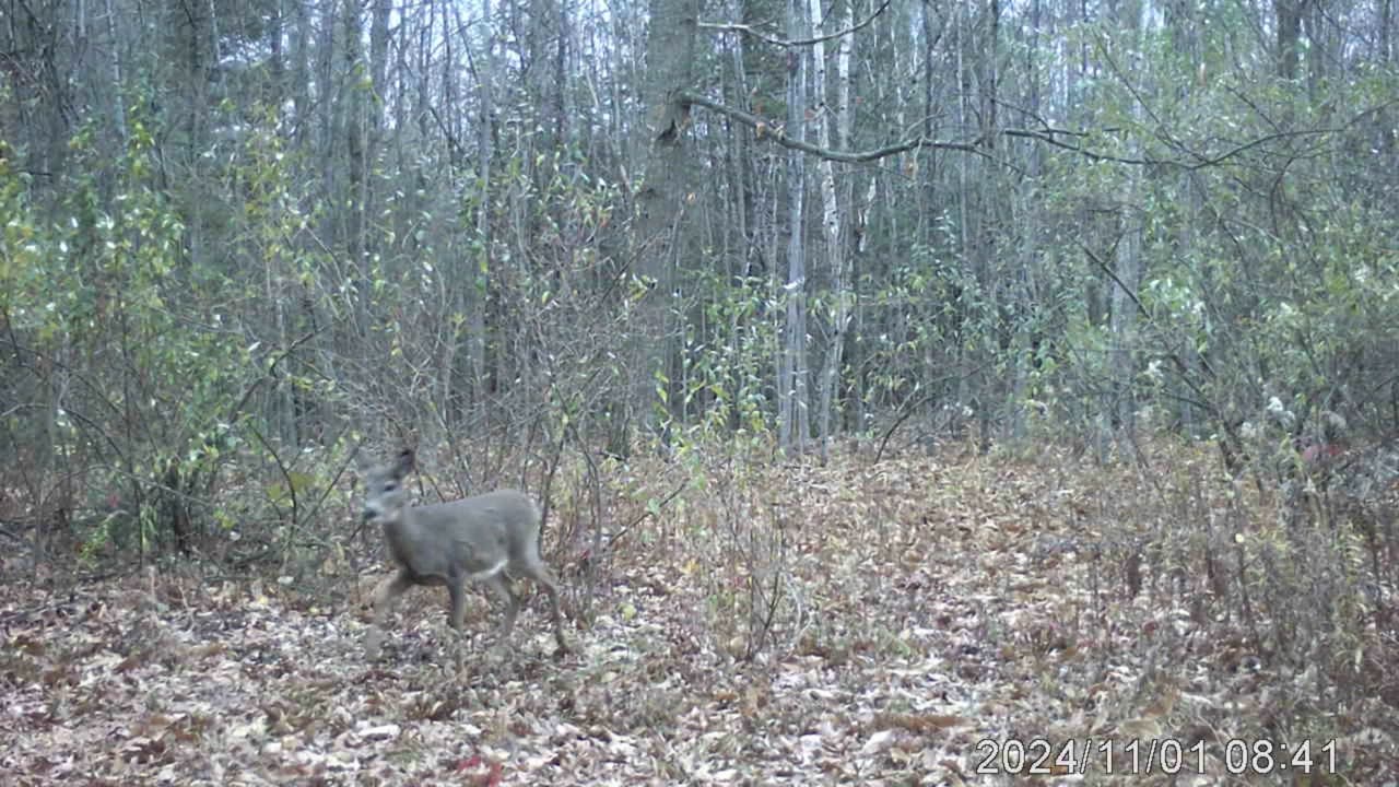 Northern Michigan trail cam 6