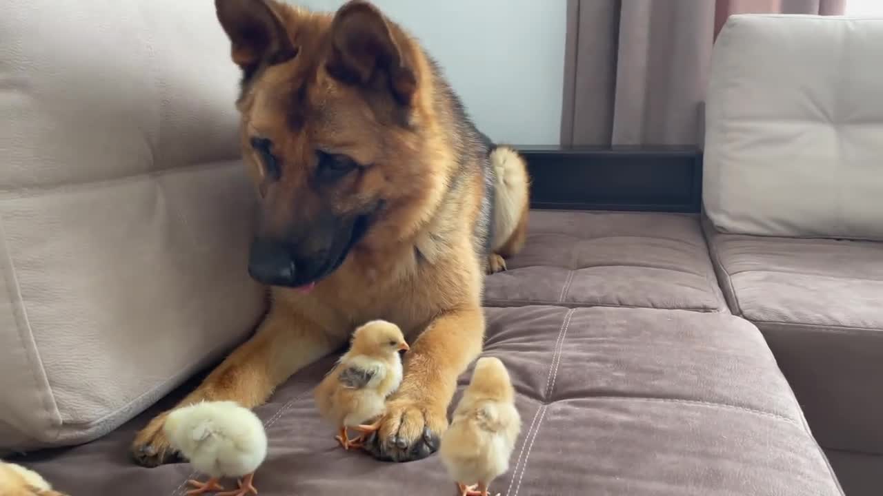 German Shepherd Dog Befriends with Baby Chicks.....