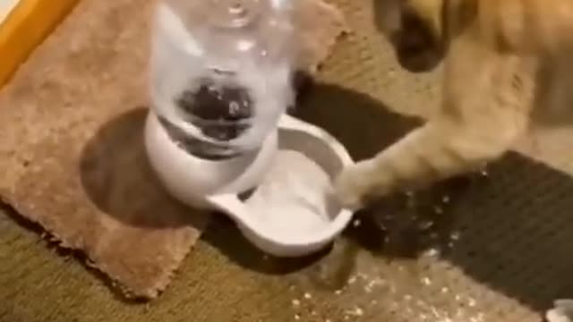 Funny Cats and Dogs 🐱🐶 | Funny Animal Videos #13