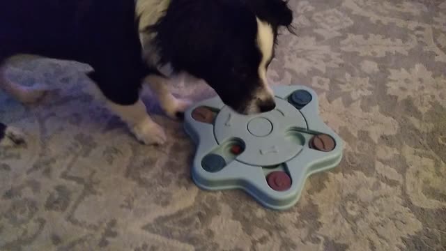 Puppy too smart for this puzzle!