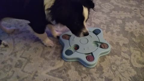 Puppy too smart for this puzzle!