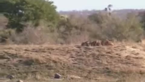 Battle at Kruger