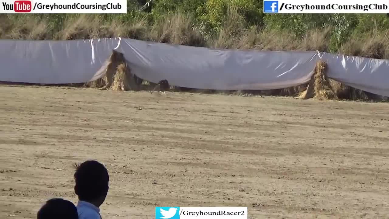 greyhound coursing 2020 | dog race | coursing | racing